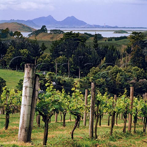 Vineyard of Longview Estate with in distance Whangarei harbour and the volcanic peaks of Mount Manaia and Mount Lion Whangarei New Zealand     Northland