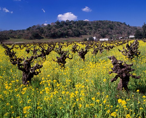 Springtime mustard amidst 100year old Zinfandel   vines of Pagani Ranch Kenwood Sonoma Co   California    Sonoma Valley