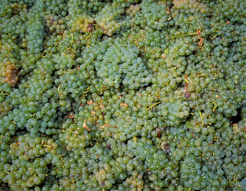 Harvested Sauvignon Blanc grapes of Frogs Leap   Vineyards Rutherford Napa Valley California