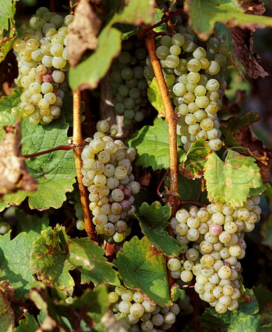 Bunches of Riesling grapes in the Juffer Sonnenuhr   vineyard Brauneberg Germany    Mosel