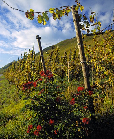 Roses at the end of rows in the Sonnenuhr vineyard   Wehlen Germany     Mosel