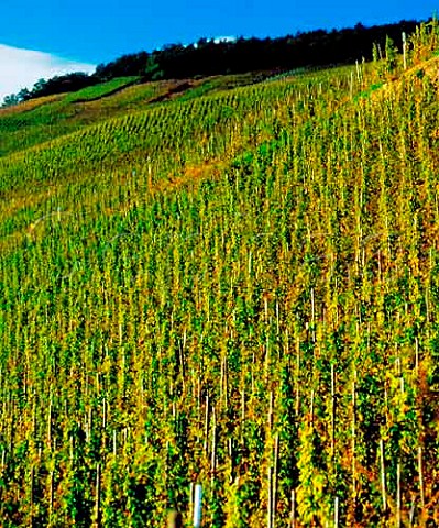 The Sonnenuhr vineyard Wehlen Germany     Mosel