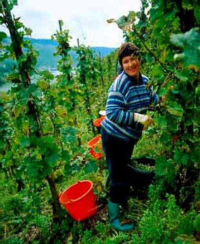 Harvesting Riesling grapes in the Paulinshofberger   vineyard Kesten Germany   Mosel