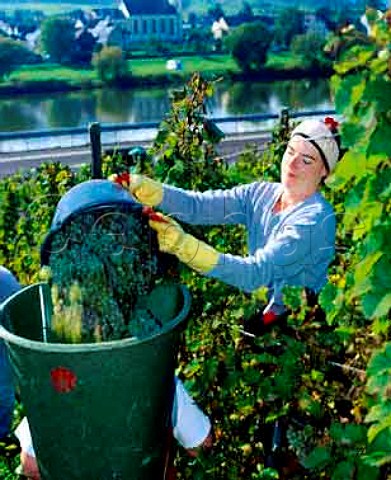 Harvesting organic Riesling grapes at Kinheim for   Weingut Artur Mentges of TrabenTrarbach Germany   Mosel