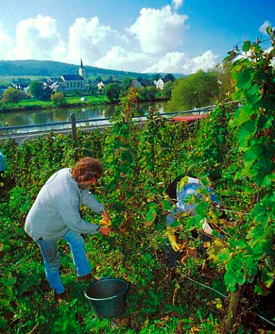 Harvesting organic Riesling grapes at Kinheim for   Weingut Artur Mentges of TrabenTrarbach Germany   Mosel