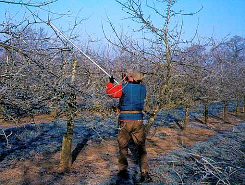 Pruning cider apple tree Martock Somerset England