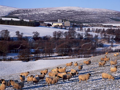 The Glenlivet Distillery Ballindalloch   Scotland  Highland