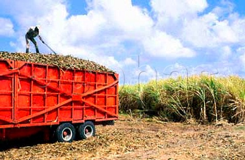 Sugar cane harvest  for rum  Martinique