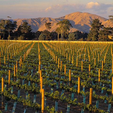 New vineyard of Craggy Range at Martinborough New Zealand Wairarapa