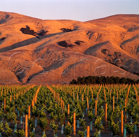 Te Muna Road vineyard of Craggy Range and Nga Waka O Kupe Martinborough New Zealand    Wairarapa