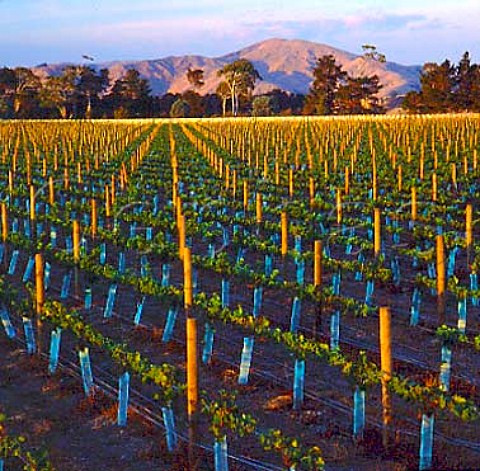 New vineyards of Craggy Range Martinborough   New Zealand    Wairarapa