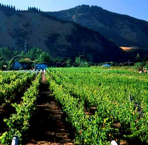 Kaimira Estate vineyard Nelson New Zealand