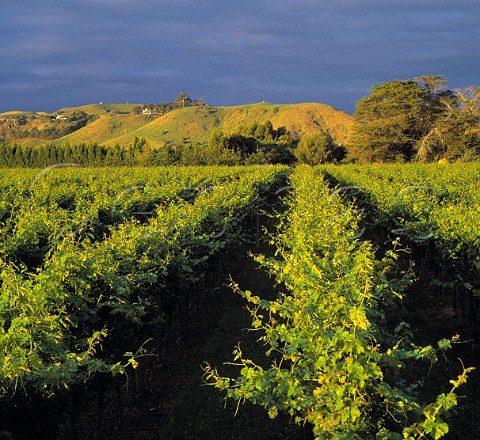 Vineyard of Ngatarawa Wines   Hastings New Zealand    Hawkes Bay