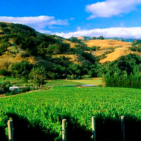 Vineyard of French Farm Winery Akaroa    New Zealand    Canterbury