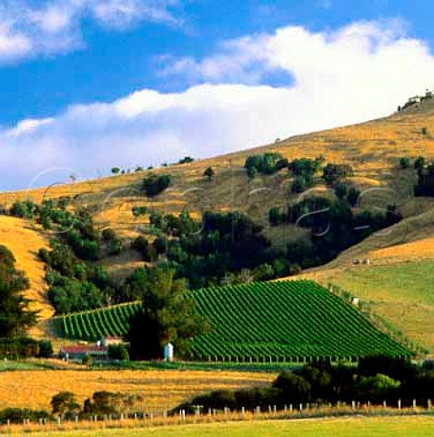 Akaroa Harbour Vineyard Akaroa New Zealand   Canterbury