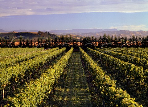 Opou vineyard of Millton Estate Manutuke Gisborne   New Zealand