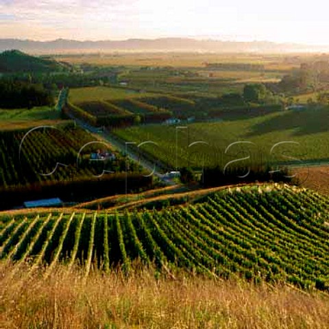 Naboth vineyard foreground of Millton Manutuke   Gisborne New Zealand