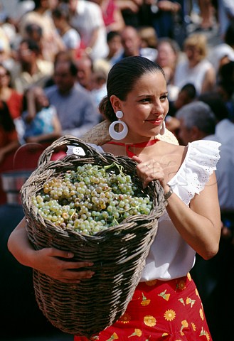 One of the Harvest Girls during the   Festival of the Grape   Jerez de la Frontera Andaluca Spain   Sherry