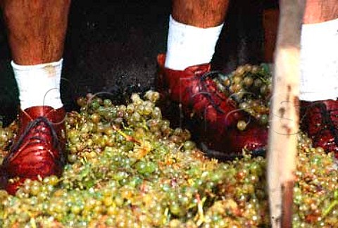 Ceremonial treading of the grapes   during the Festival of the Grape   Jerez de la Frontera Andaluca Spain   Sherry