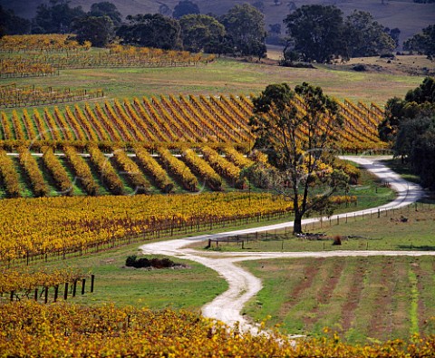 Yalumba Pewsey Vale vineyard in the autumn Eden Valley South Australia   Eden Valley