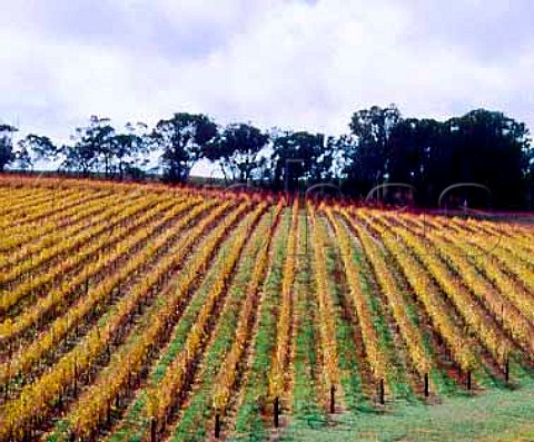 Yalumbas Heggies vineyard in the autumn   Eden Valley South Australia   Eden Valley