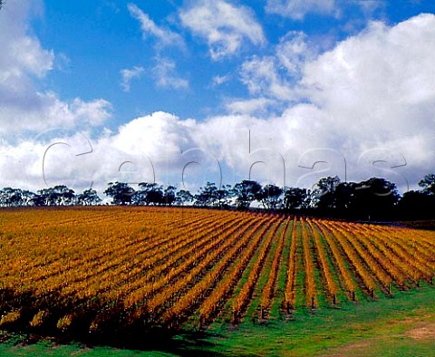 Yalumbas Heggies vineyard in the autumn   Eden Valley South Australia   Eden Valley