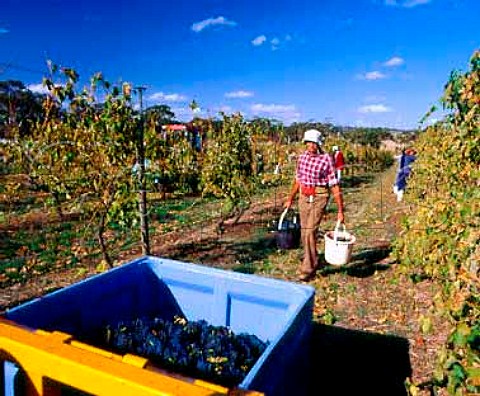 Harvesting Shiraz grapes in Henschkes Mount   Edelstone vineyard Keyneton South Australia Eden   Valley