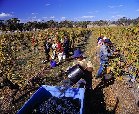 Harvesting Shiraz grapes in Henschkes   Mount Edelstone vineyard Keyneton South Australia   Eden Valley