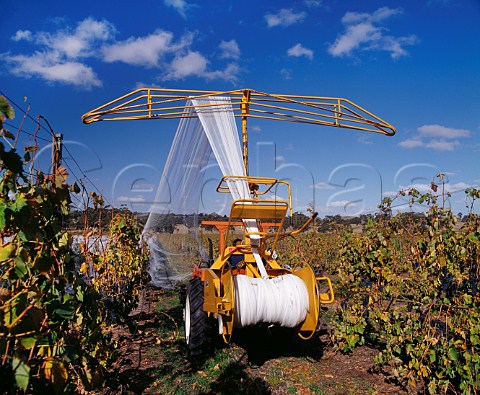 Removing the bird netting from vines prior to harvest in Mount Edelstone vineyard of Henschke Keyneton South Australia    Eden Valley