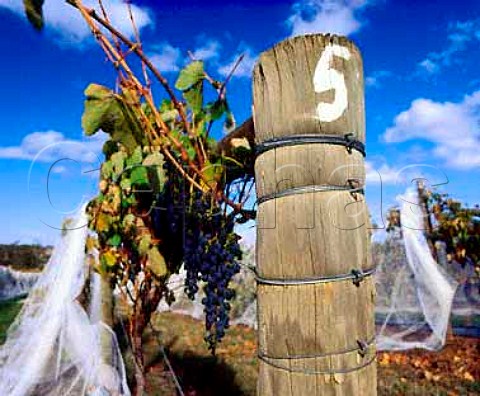 Bird netting protects the grapes prior to harvest in   Mount Edelstone vineyard of Henschke   Keyneton South Australia    Eden Valley