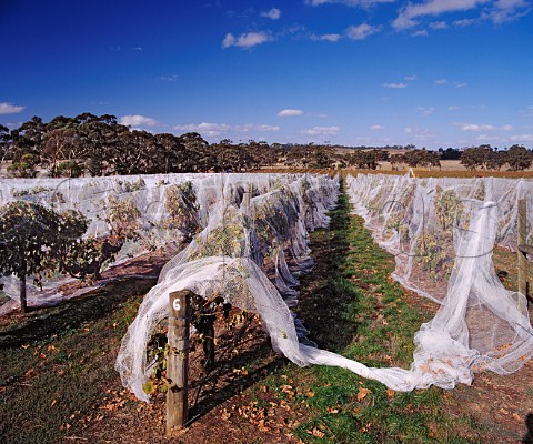 Bird netting protects the grapes prior to harvest in   Mount Edelstone vineyard of Henschke  Keyneton South Australia    Eden Valley