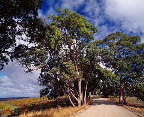 Gum trees line the road by Woodbury Vineyard of Tollana  Eden Valley South Australia    Eden Valley