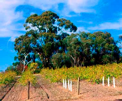 Autumnal vineyard of Skillogalee Sevenhill   South Australia   Clare Valley