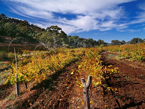 Autumnal vineyard of Skillogalee Sevenhill South Australia Clare Valley