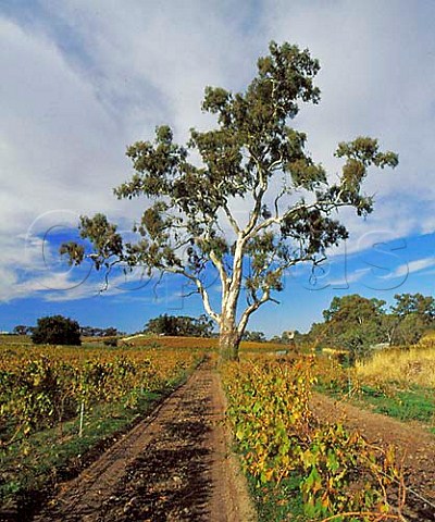 Gum tree in autumnal vineyard at   Penwortham South Australia   Clare Valley