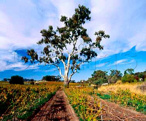 Gum tree in autumnal vineyard at   Penwortham South Australia   Clare Valley