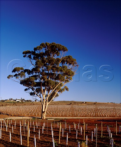 Gum tree in the newly planted Bastians Block   vineyard of Leasingham Auburn South Australia   Clare Valley