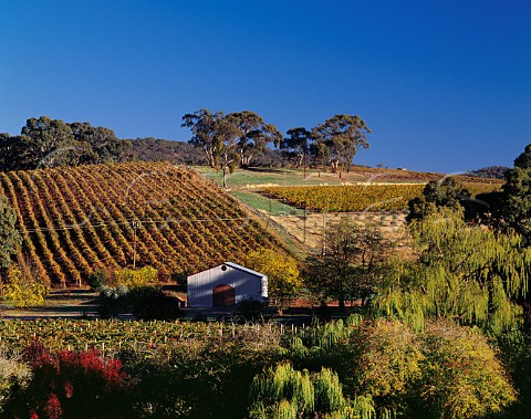 Kilikanoon vineyard in the autumn Penwortham South Australia Clare Valley