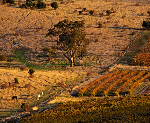Autumnal vineyard of Knappstein Wines   Watervale South Australia     Clare Valley