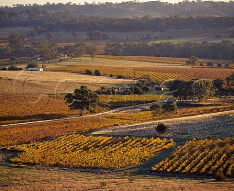 Autumnal vineyards of Knappstein Wines   Watervale South Australia     Clare Valley
