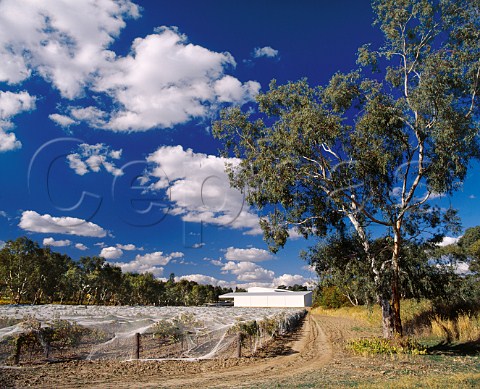 Bird netting protecting vineyard by Peter Lehmann   winery Tanunda South Australia   Barossa Valley