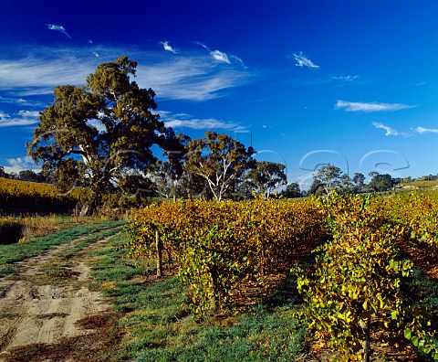Autumnal Chardonnay vineyards of contract grower Craig Matchoss Birdwood South Australia Adelaide Hills