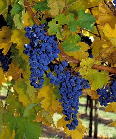 Ripe Cabernet Sauvignon grapes of Nepenthe   Lenswood South Australia      Adelaide Hills