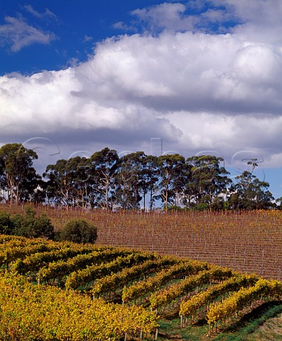 Lenswood Vineyards in the autumn   Lenswood South Australia   Adelaide Hills