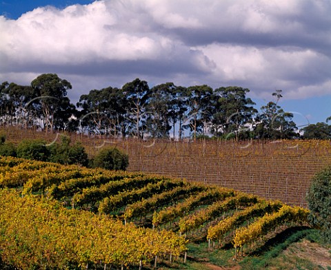 Lenswood Vineyards in the autumn   Lenswood South Australia   Adelaide Hills
