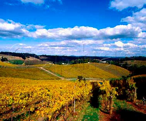 Lenswood Vineyards in the autumn  owned by   Tim Knappstein   Lenswood South Australia   Adelaide Hills