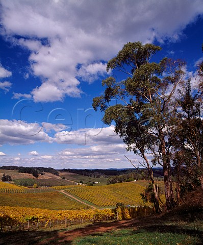Lenswood Vineyards in the autumn  Lenswood South Australia   Adelaide Hills