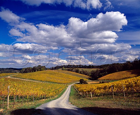 Lenswood Vineyards in the autumn  owned by   Tim Knappstein   Lenswood South Australia   Adelaide Hills