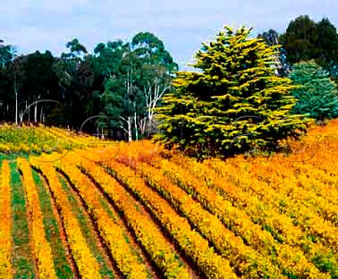 Autumnal Tiers vineyard of Tapanappa   Piccadilly South Australia    Adelaide Hills