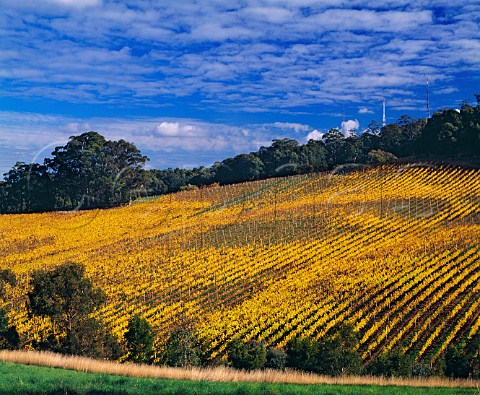 Mount Bonython vineyard of Petaluma   Piccadilly South Australia   Adelaide Hills